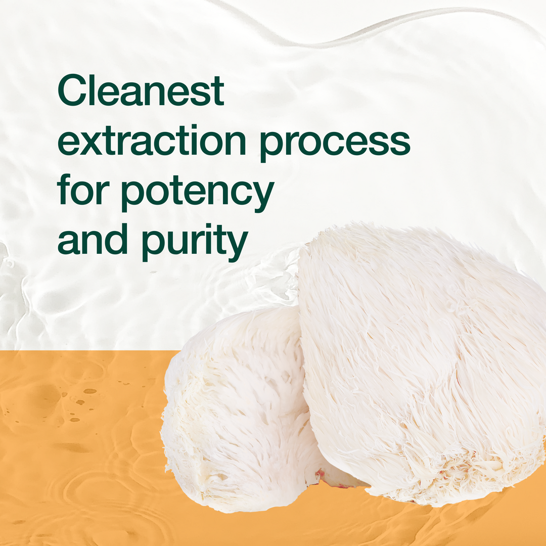 Lion's Mane Mushroom