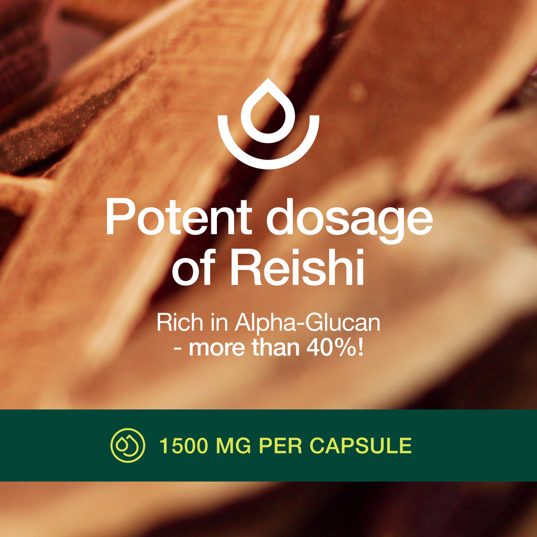 Red Reishi Mushroom