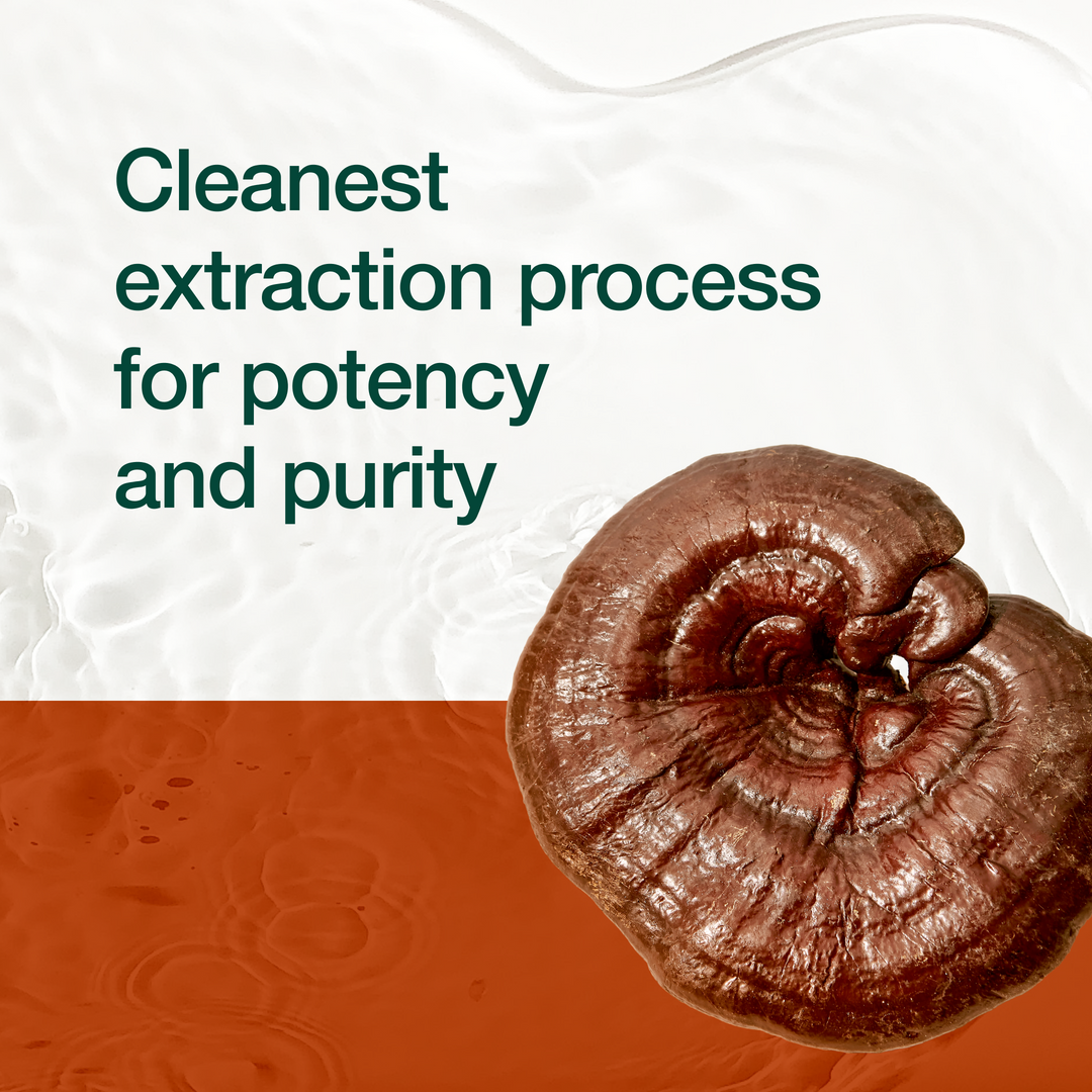 Red Reishi Mushroom