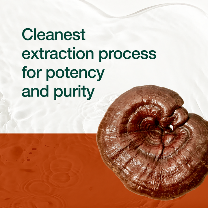 Red Reishi Mushroom