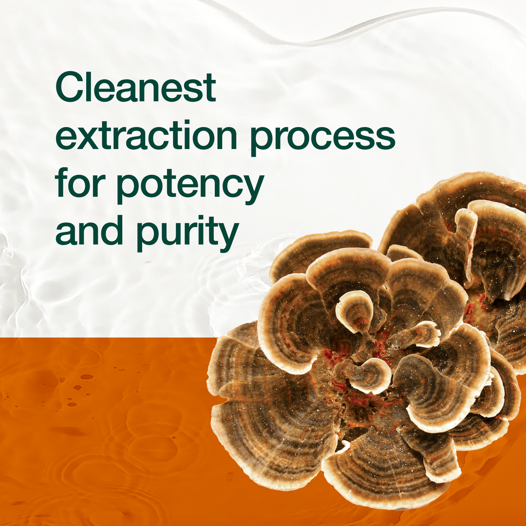 Turkey Tail Mushroom