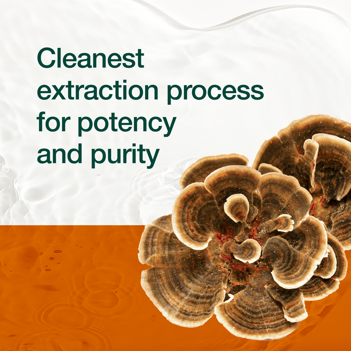 Turkey Tail Mushroom